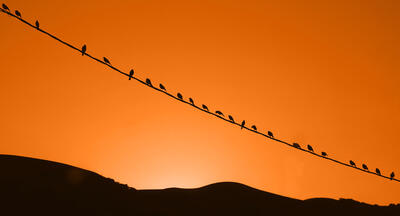 Silhouette of  birds sitting on a wire with a bright orange sky